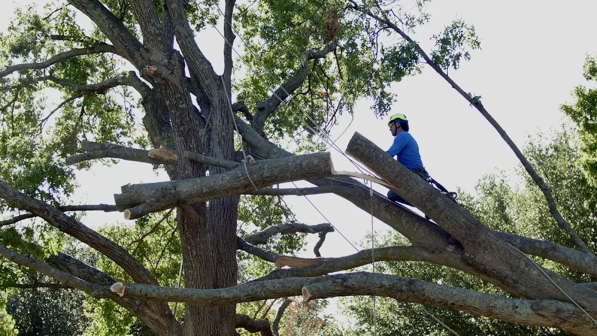 Professional Crown Thinning performed by certified arborists in Norvell